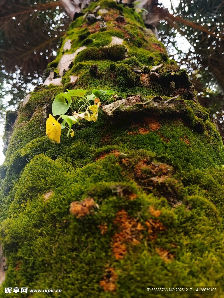 长满青苔的古老树干