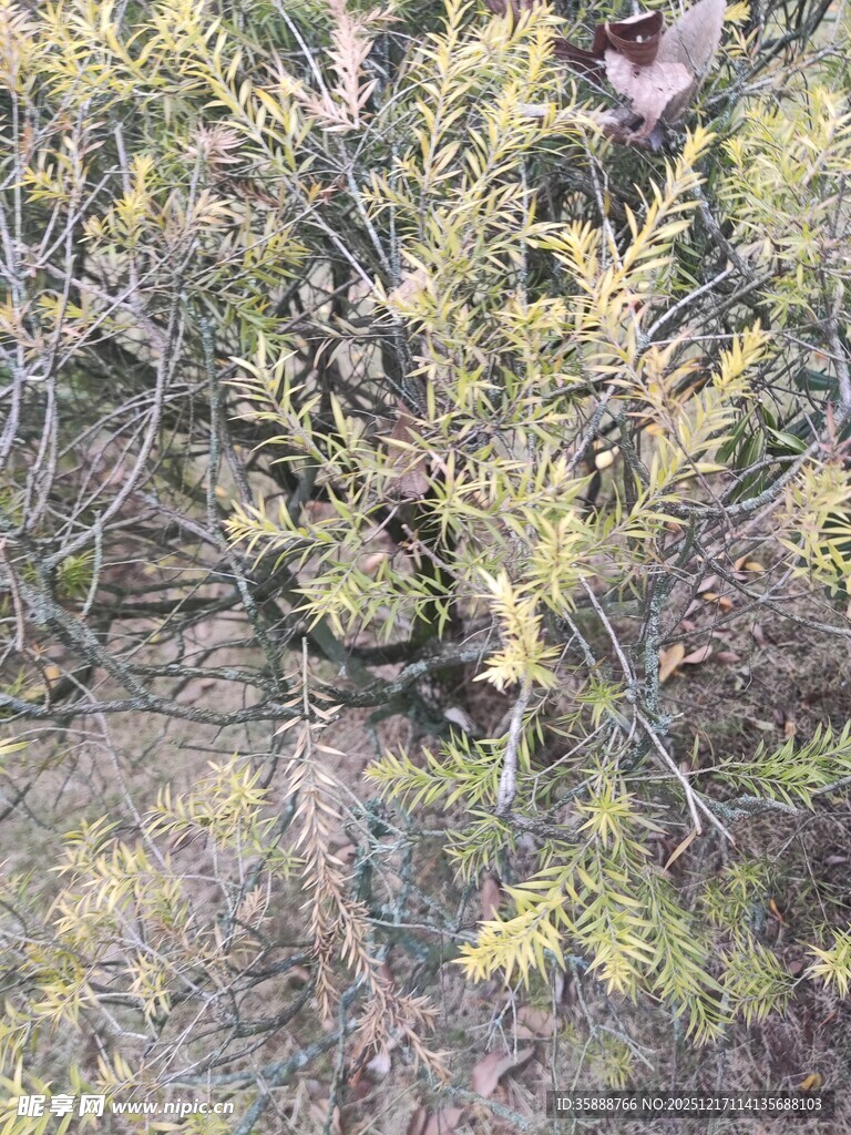枝叶繁茂的植物景观