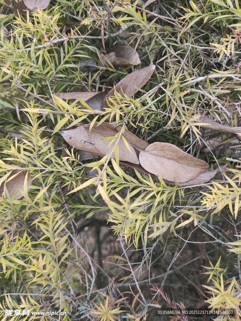 地面上的枯叶与绿植