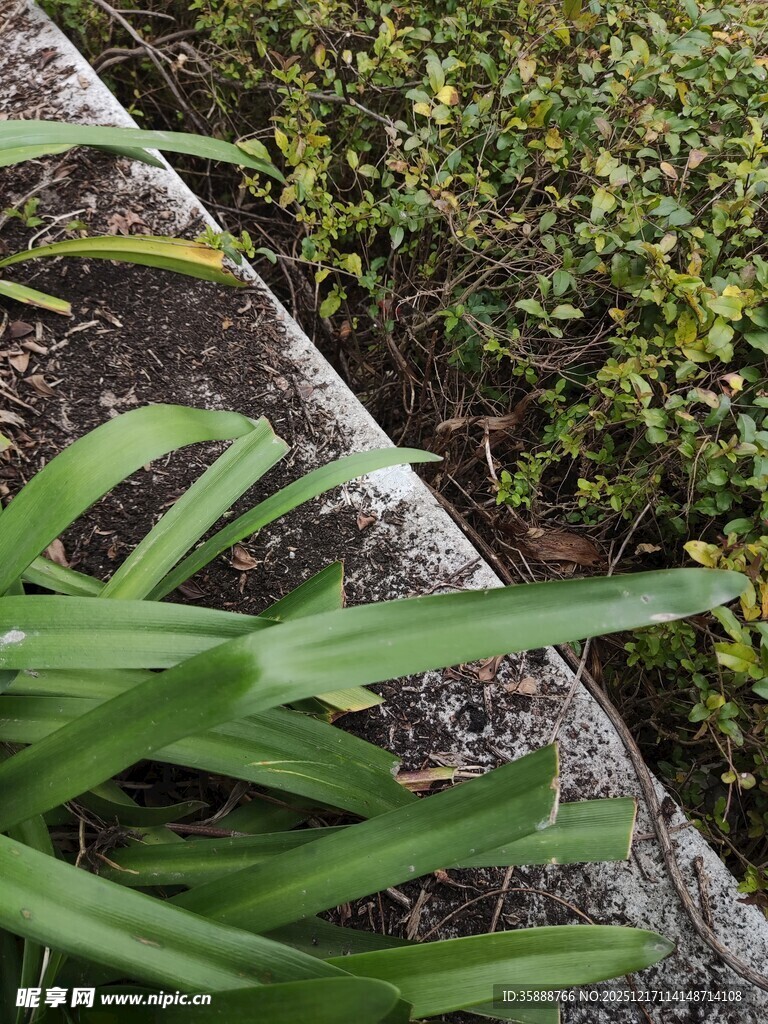 墙边翠绿植物生机勃勃