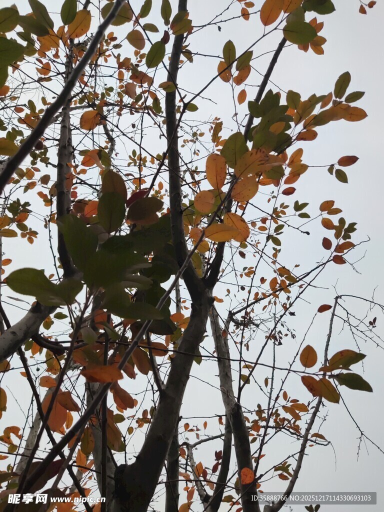 秋日枝头树叶景致