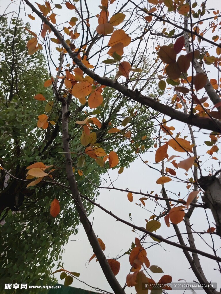 秋日枝头斑斓树叶景象