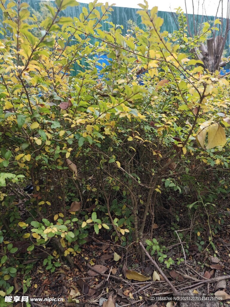 繁茂绿植生机盎然