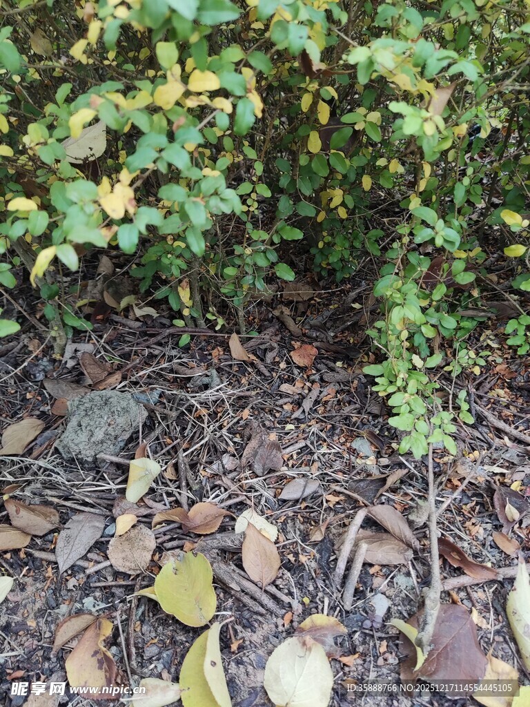地面绿植与散落枯叶景象