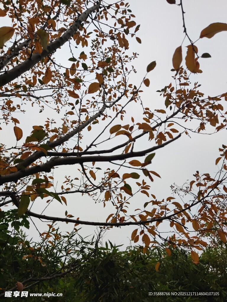 秋日枝头枯叶景象