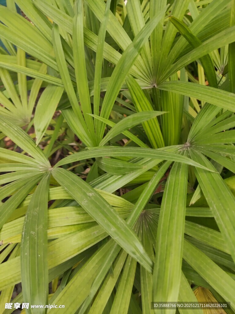 翠绿棕竹叶片特写