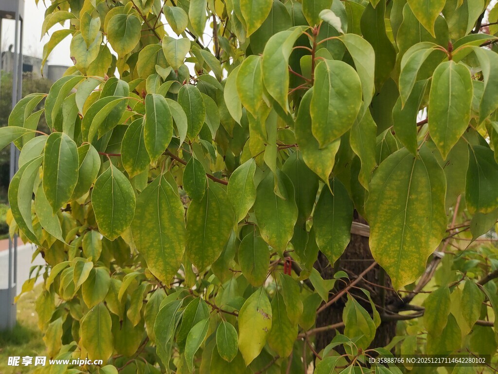 翠绿繁茂的树叶特写
