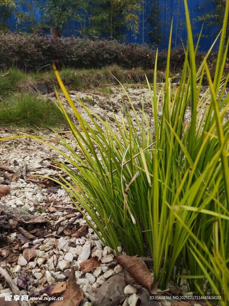 翠绿丛生植物自然景致