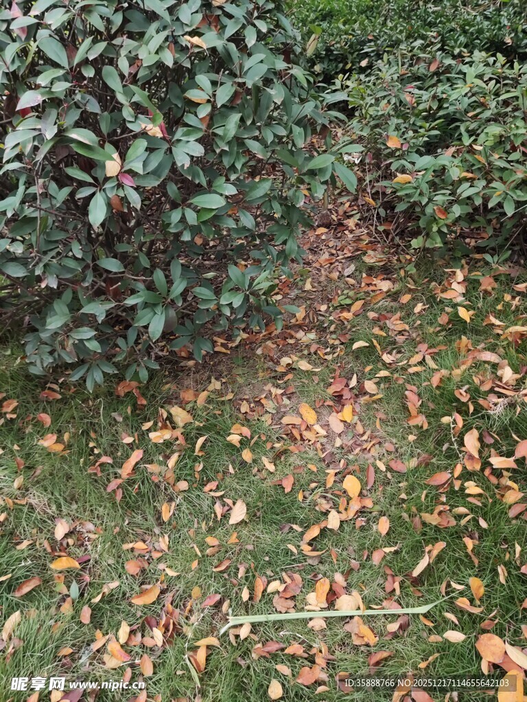 落叶铺地的绿植景观