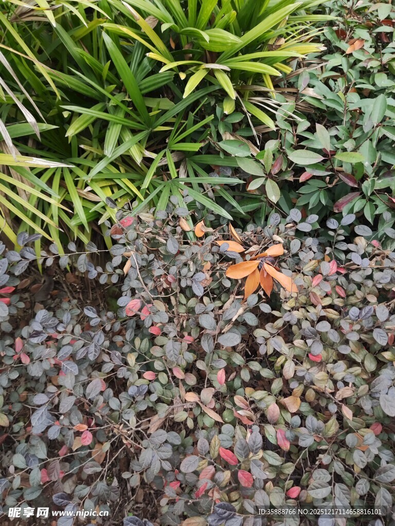 花园中绽放的多彩多肉植物