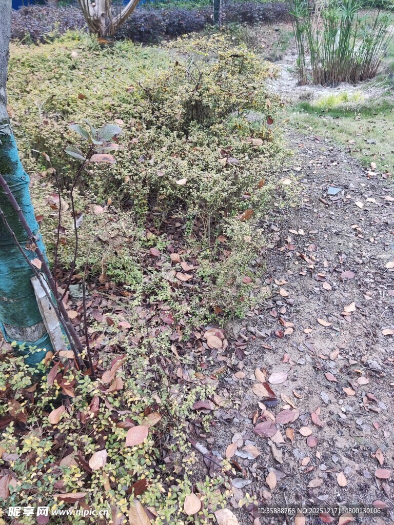 户外绿植小径场景