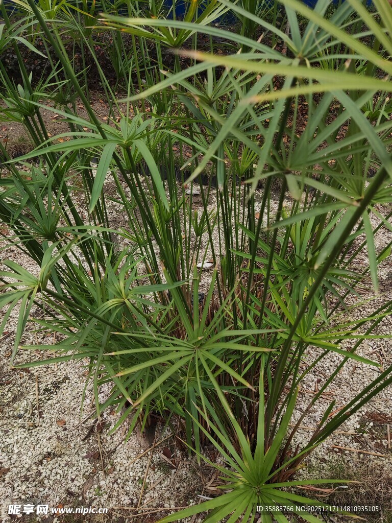 翠绿金边菖蒲植物景观