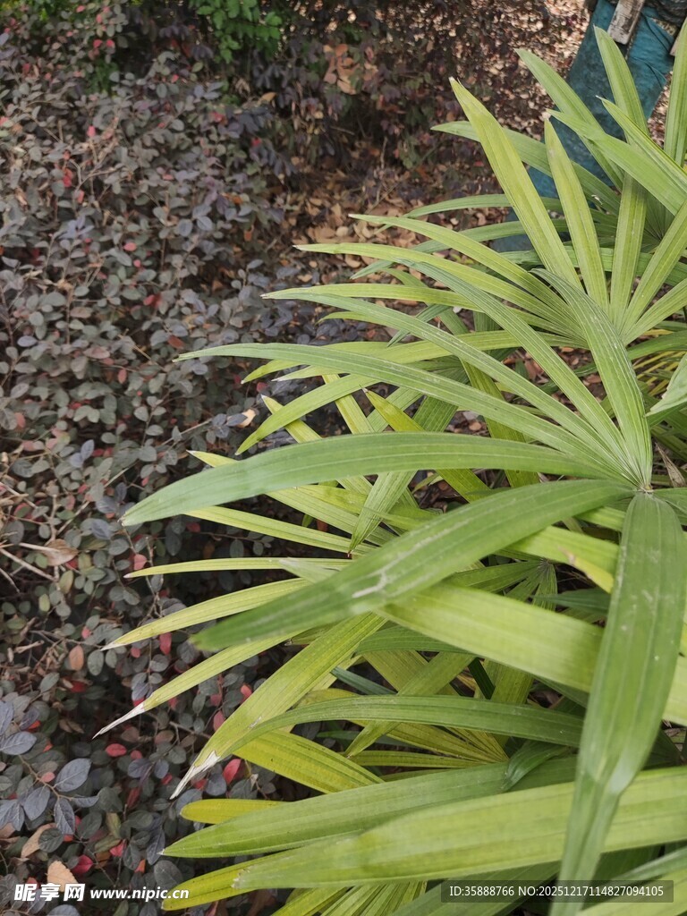 翠绿舒展的植物叶片