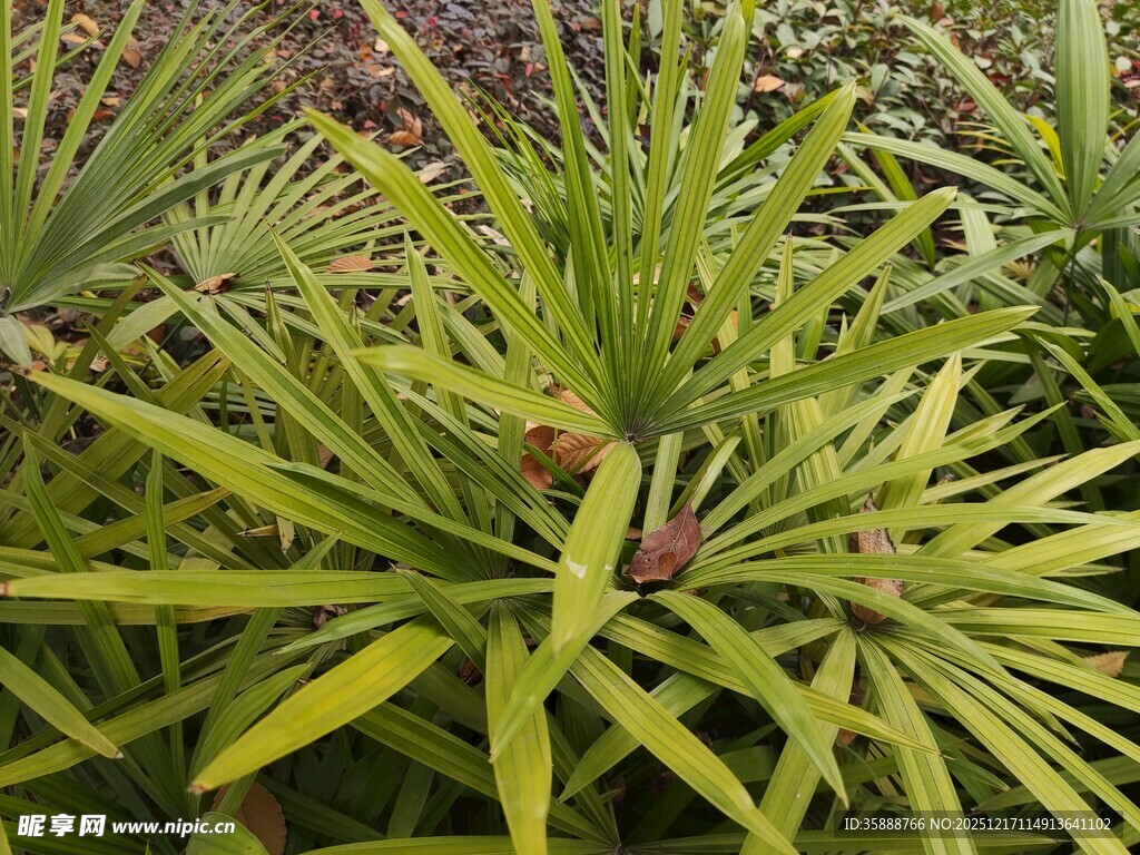 翠绿丛生的剑形叶片植物