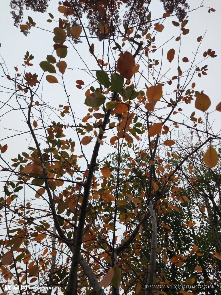 秋日枝头斑斓树叶