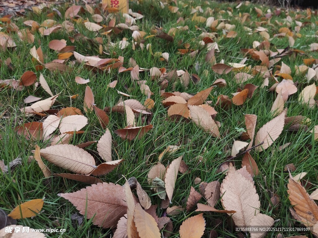 秋日草地落叶美景