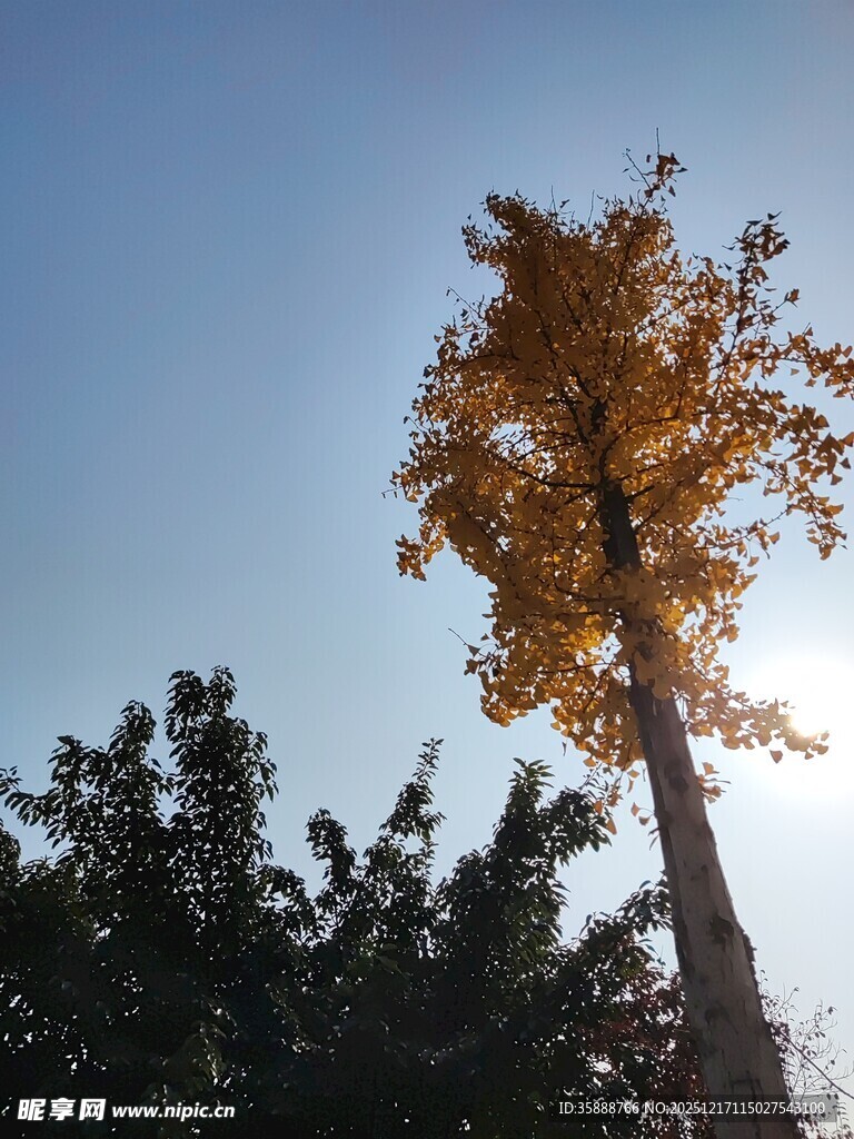 秋日孤树映蓝天