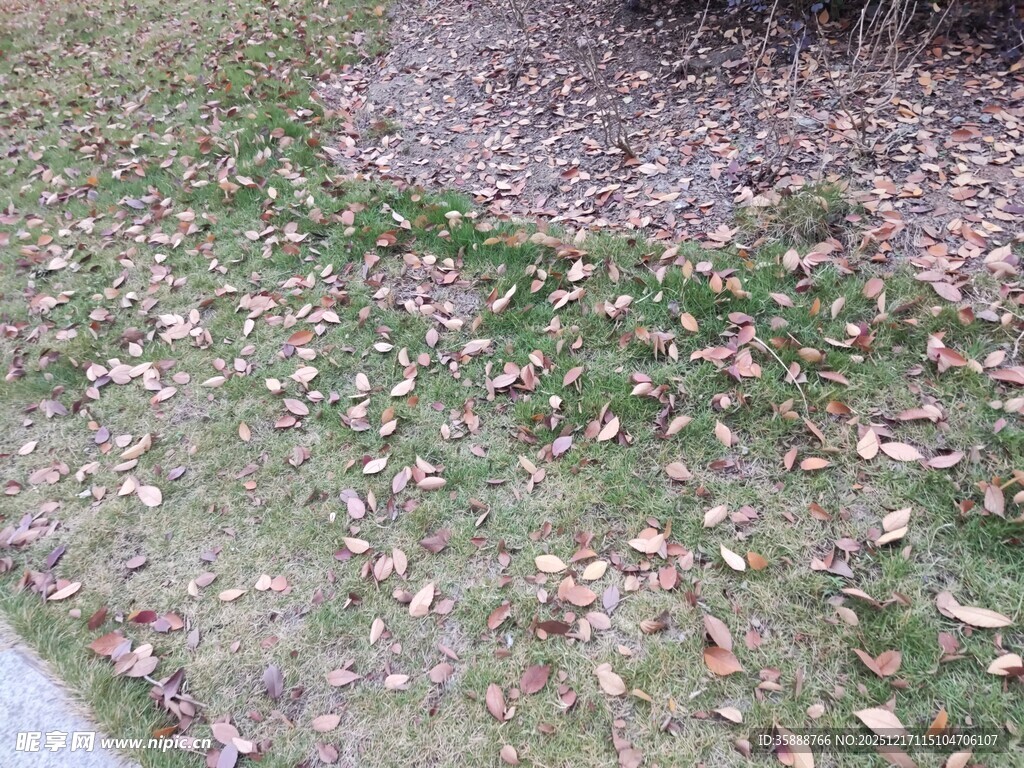 地面散落枯黄落叶景象