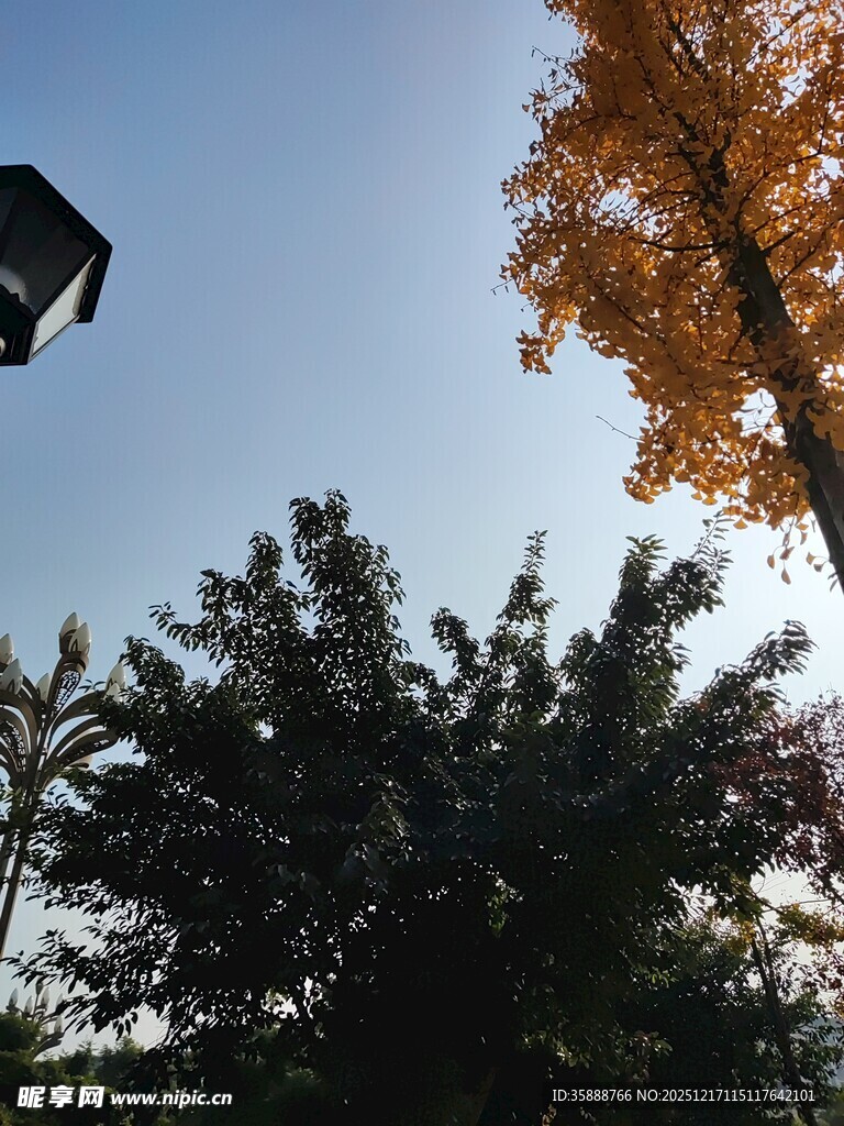 秋日树梢与空中物件景象