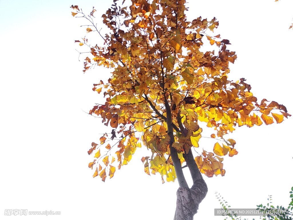 秋日独树黄叶映晴空