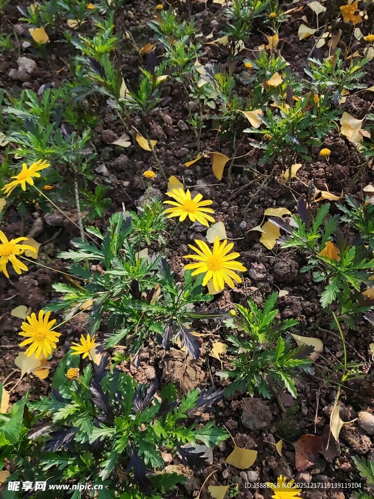 地面黄色小花绿植景致