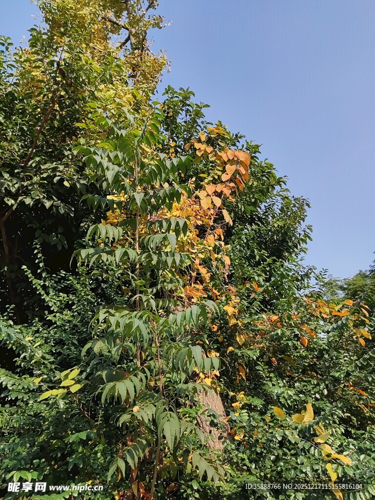 绿叶间的橙黄花朵