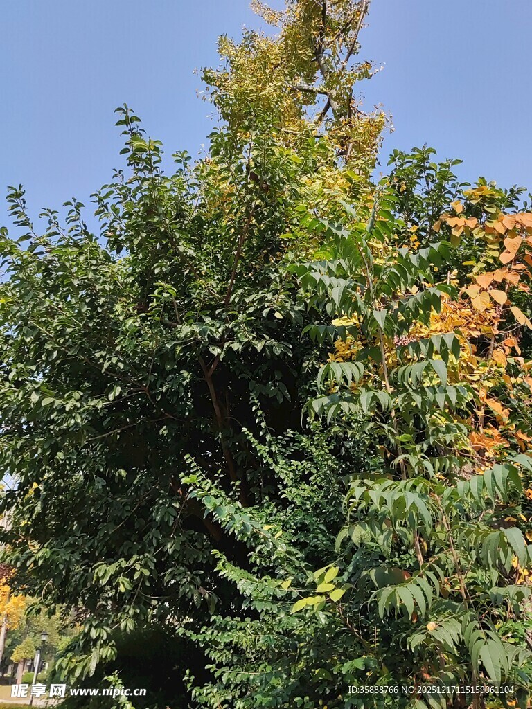 阳光下的繁茂绿植