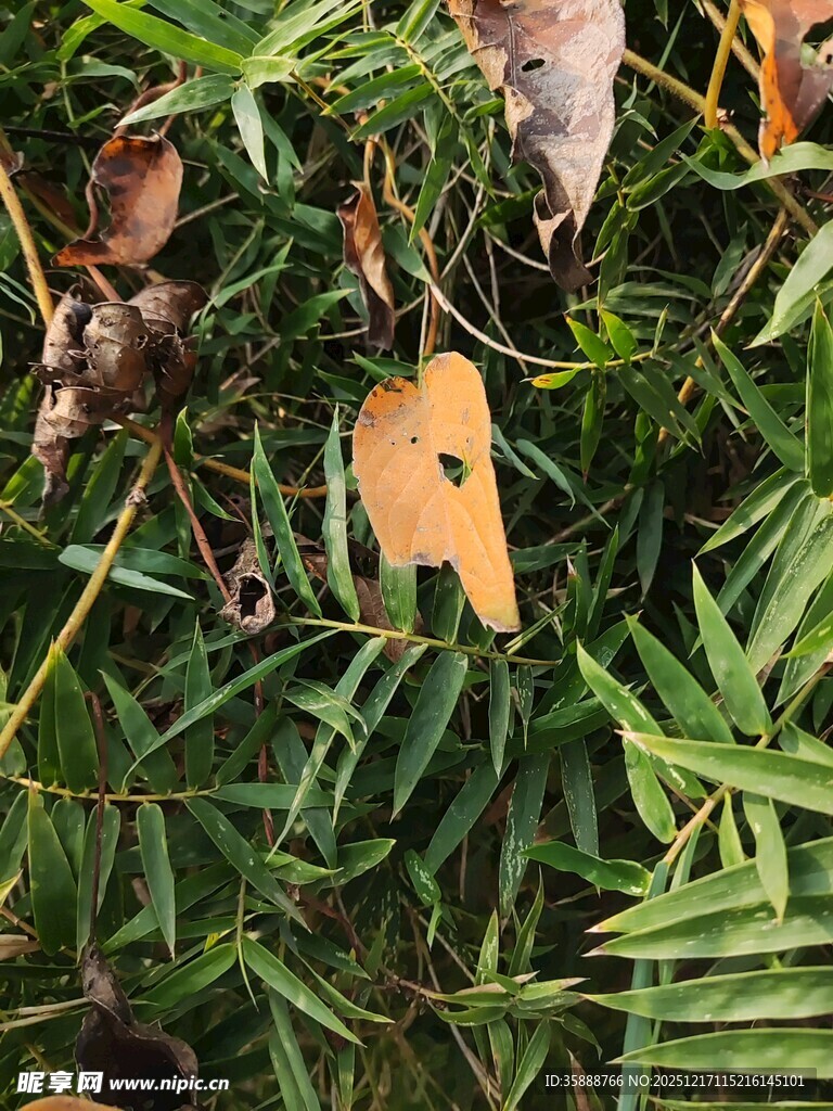 枯叶与绿叶交织的自然景象