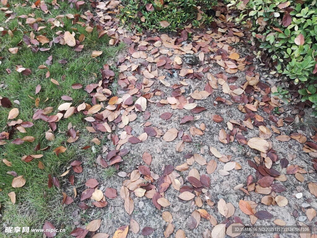 铺满落叶的湿润石板小径