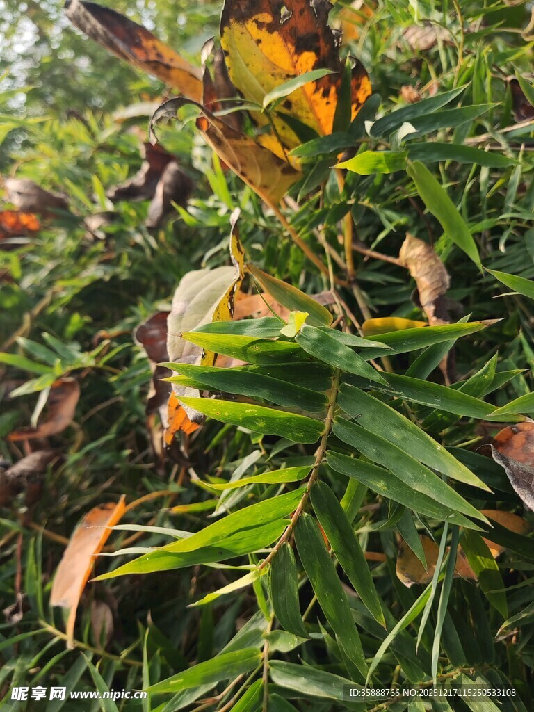 枝叶繁茂的绿色植物