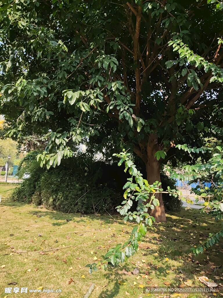 绿荫下的自然景致