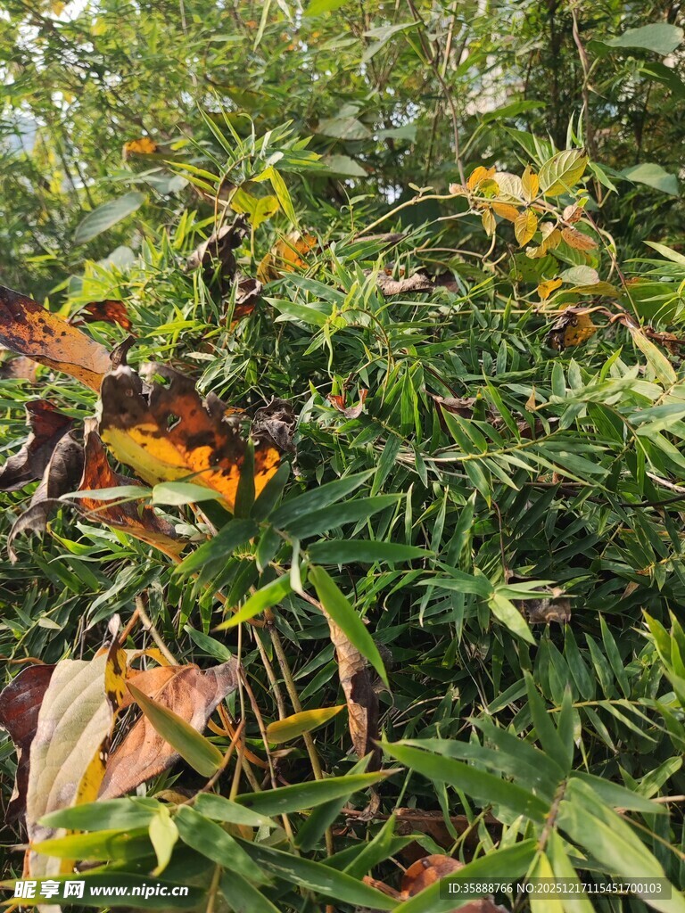 绿叶间多彩植物景致