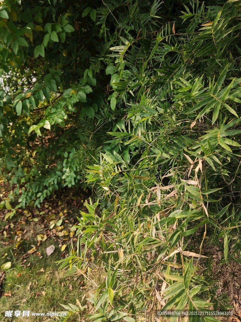茂密植物景观