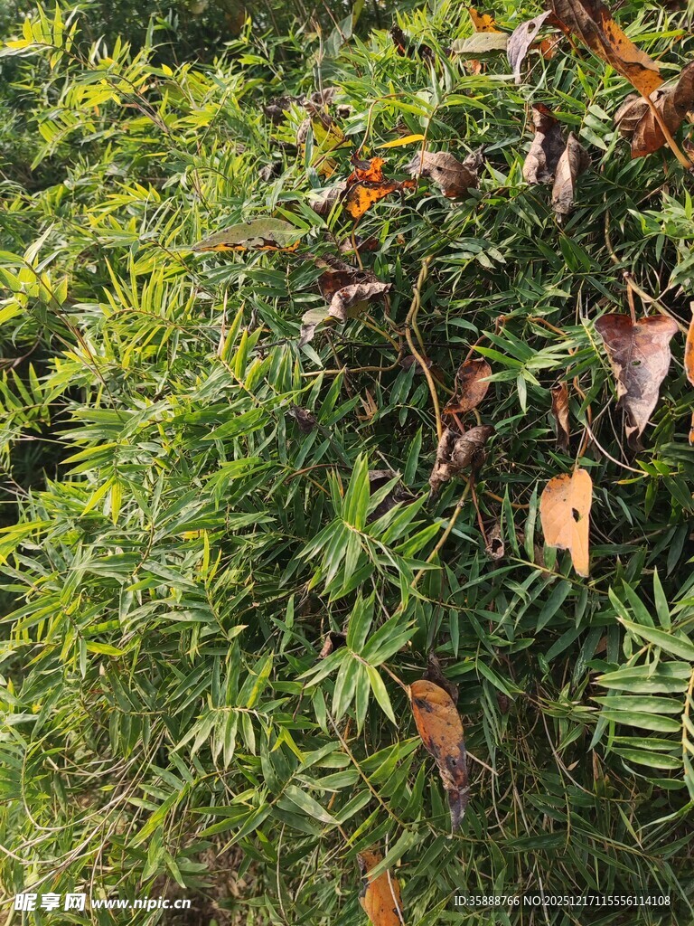 绿叶间的斑驳景象