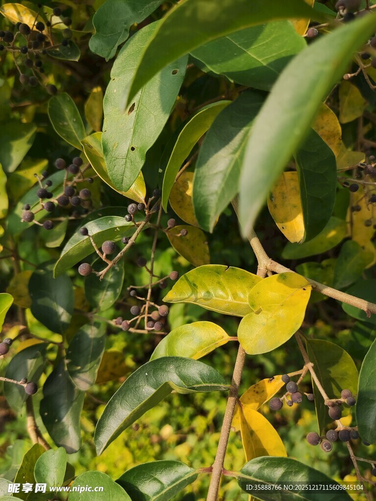 绿叶间的生机与斑驳色彩