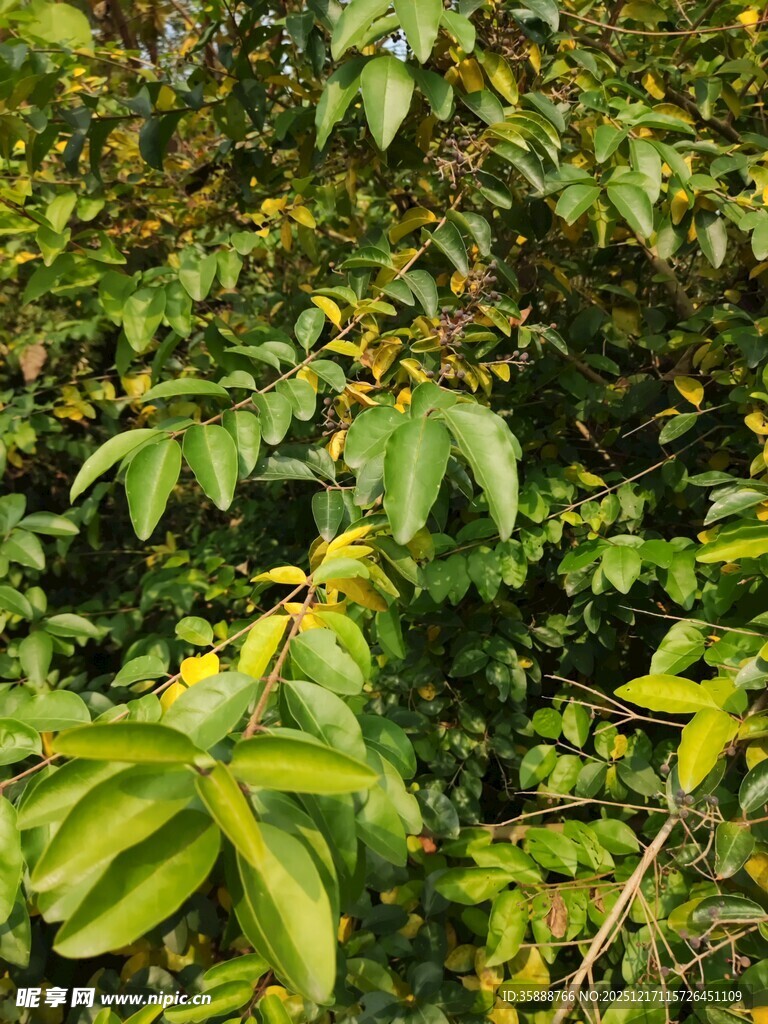 茂密翠绿的植物景观
