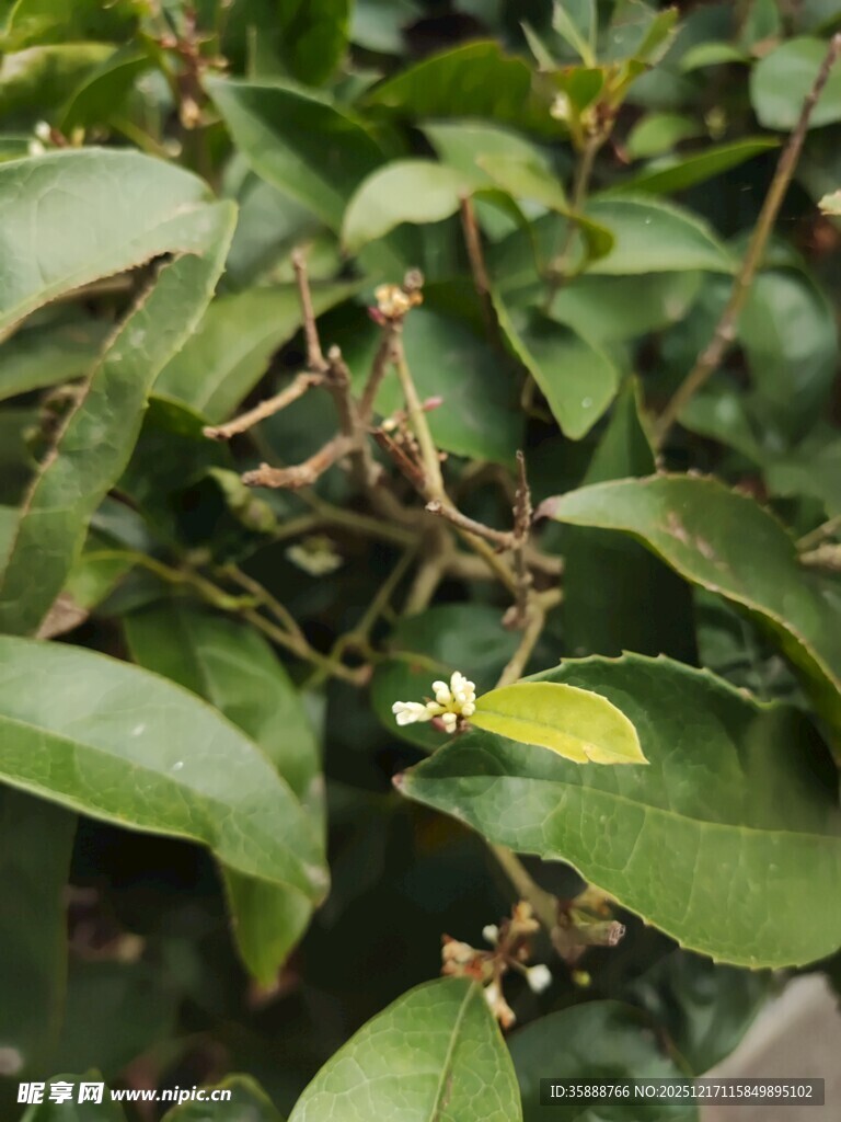 绿叶间的清新小植物