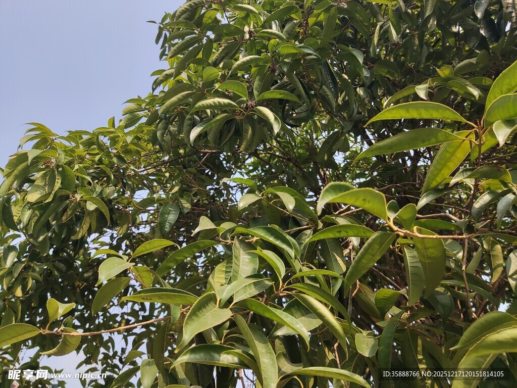 绿叶繁茂的树冠