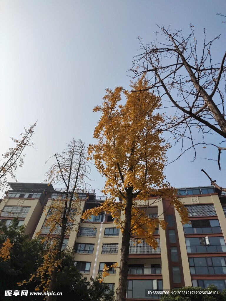 秋日校园旁的金黄银杏树