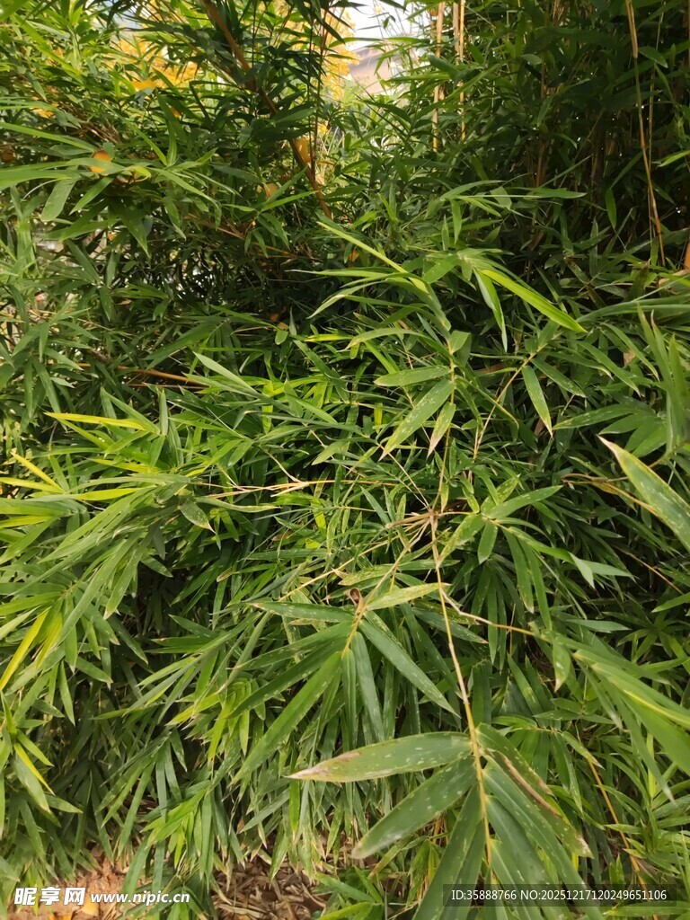 翠绿竹林景致