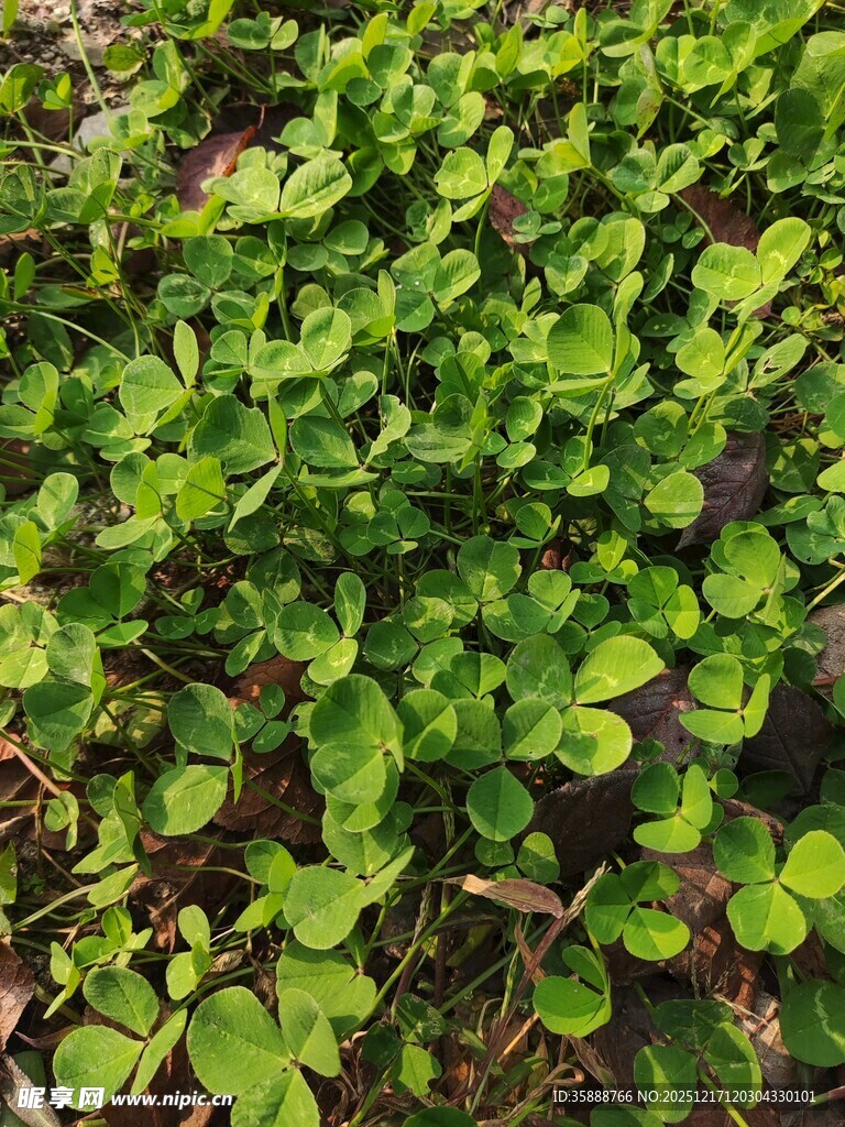 翠绿三叶草景观