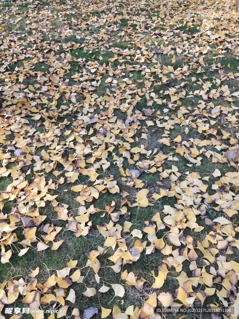 满地银杏叶的秋日美景