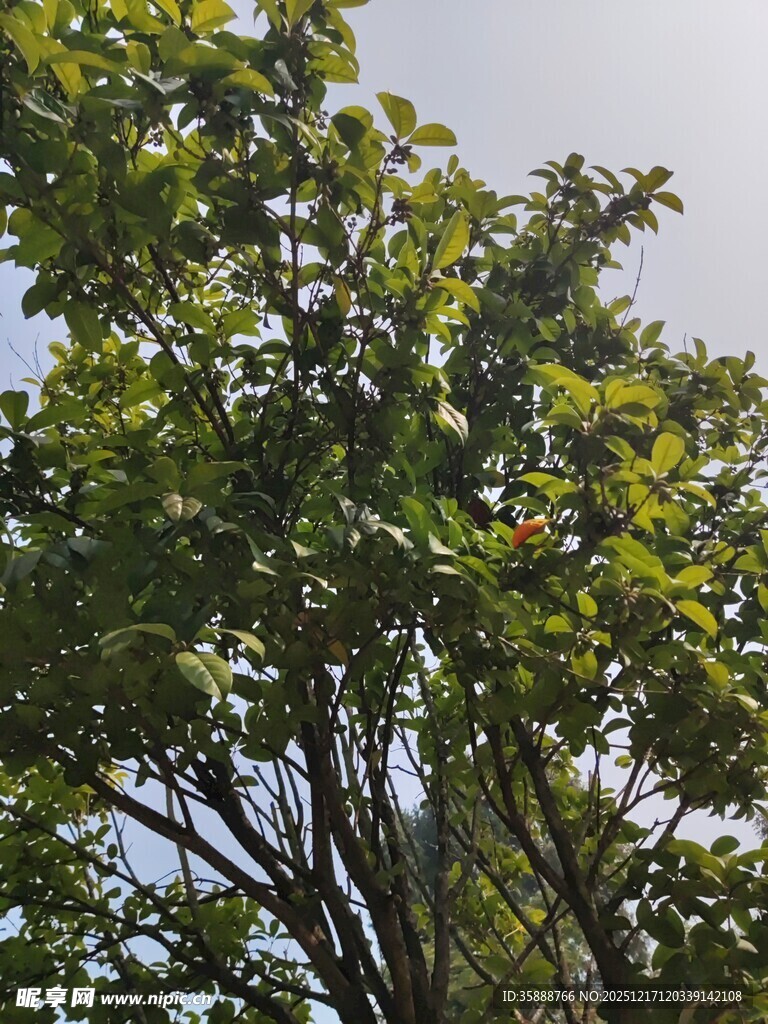 阳光下的繁茂绿树