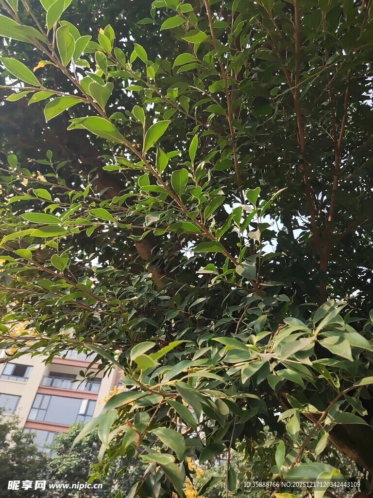 繁茂枝叶间的建筑一角