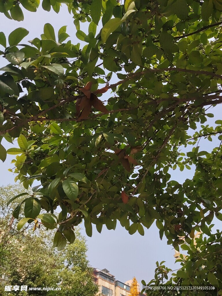 绿叶繁茂的树冠