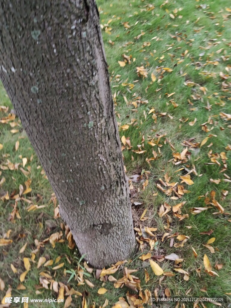 树干下的落叶景象