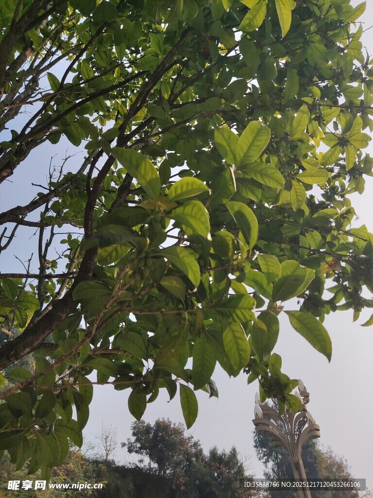 绿叶繁茂的树枝