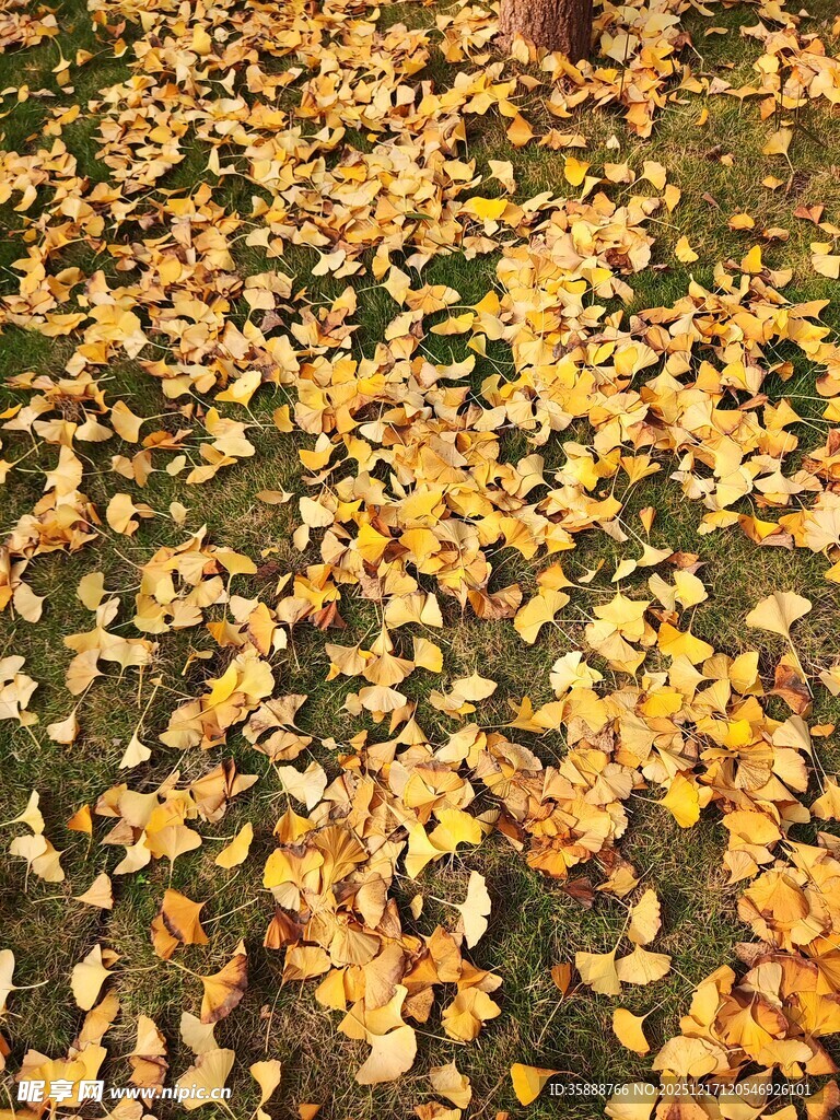 金黄落叶铺满地面美景