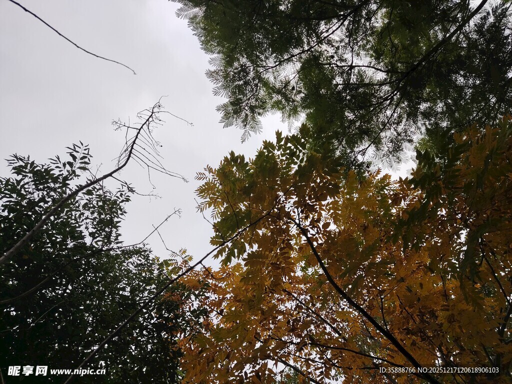 秋日林间树梢景致