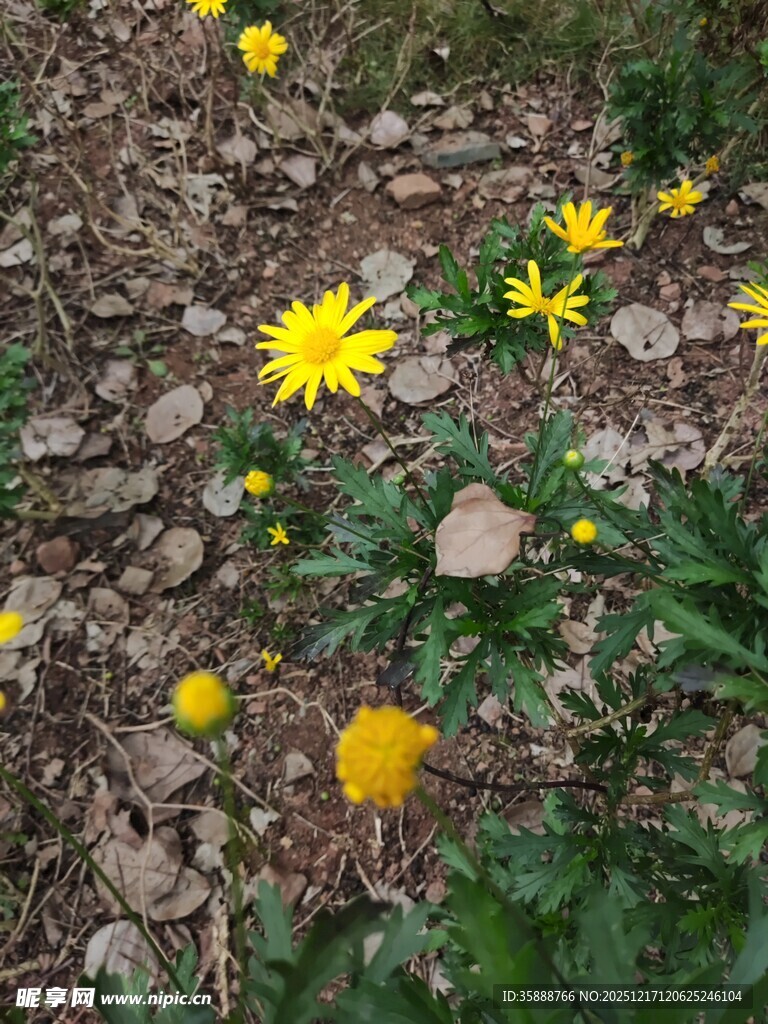 碎石间绽放的黄色小花